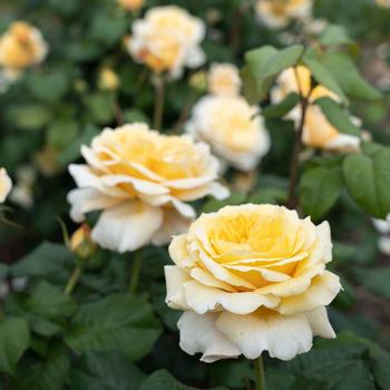 Rosa 'Meikaquinz' PP30572 (Hybrid Tea Rose) - Moonlight Romantica&reg; Hybrid Tea Rose