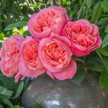 Rosa 'Meinostair' PP28659 (Rose) - Sweet Mademoiselle&8482; Rose