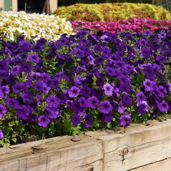 Petunia hybrida - E3 Easy Wave® Blue