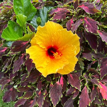 Hibiscus rosa-sinensis - Tradewinds™ Island Wind