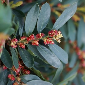 Distylium 'PIIDIST-II' PP24409 (Distylium) - Blue Cascade&reg; Distylium