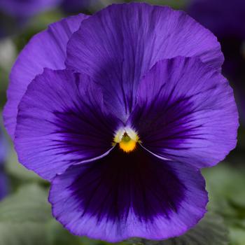 Viola x wittrockiana - Delta™ Pro Deep Blue with Blotch Pansy