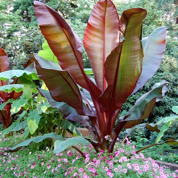 Ensete maurelii (Red Banana) - Red Banana