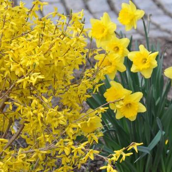 Forsythia x intermedia - 'Magical&reg; Gold'
