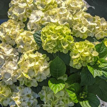 Hydrangea macrophylla - 'Grin and Tonic&trade;' Bigleaf Hydrangea