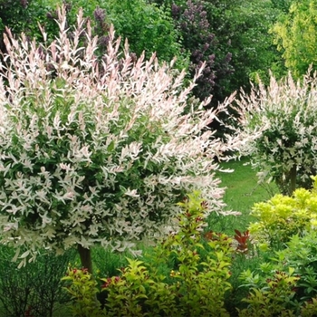 Salix integra 'Hakuro-Nishiki' (Dappled Willow) - Hakuro-Nishiki Dappled Willow