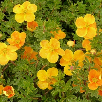 Potentilla fruticosa 'Tangerine' (Potentilla) - Tangerine Potentilla