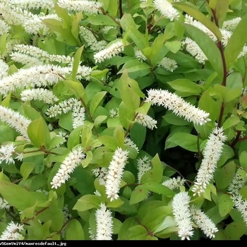 Itea virginica 'Merlot' (Sweetspire) - Merlot Sweetspire