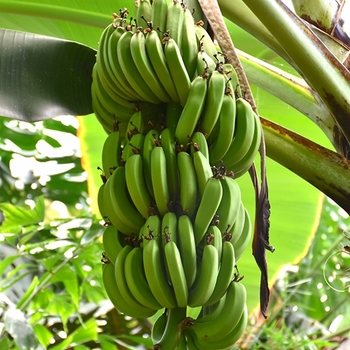Musa 'Dwarf Cavendish' (Dwarf Banana) - Dwarf Cavendish Dwarf Banana