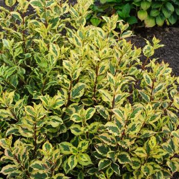 Weigela florida - Rainbow Sensation&trade;