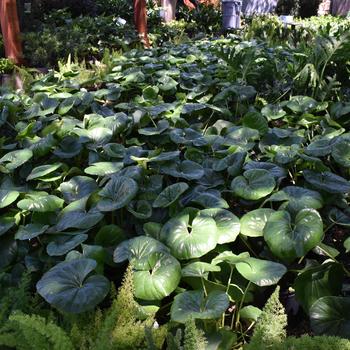 Farfugium japonicum - Leopard Plant