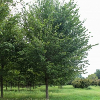 Ulmus americana 'Princeton' (American Elm) - Princeton American Elm
