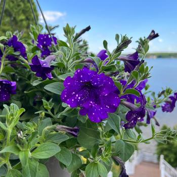 Petunia - Headliner™ Night Sky