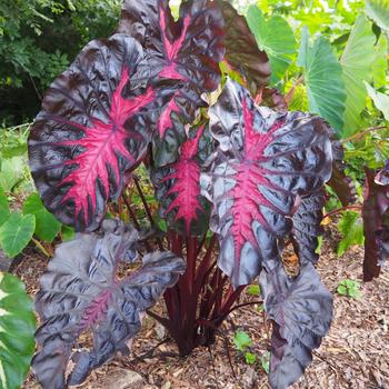Colocasia - 'Redemption&trade;' Elephant Ear