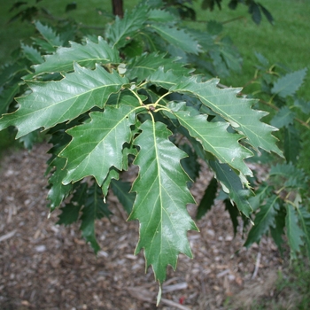 Quercus muehlenbergii (Chinkapin Oak) - Chinkapin Oak