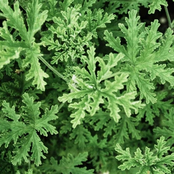 Pelargonium citrosum (Citronella Geranium) - Citronella Geranium