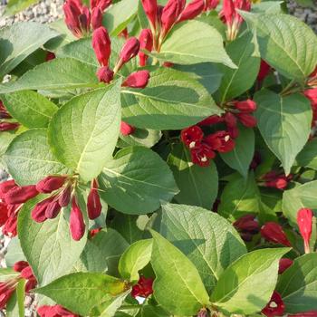 Weigela ''Maroon Swoon&trade;'' ''Slingco 2'' PPAF (Weigela) - Maroon Swoon&trade; Weigela