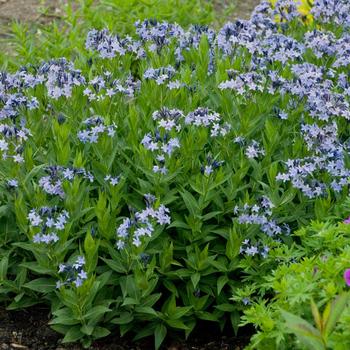 Amsonia (Blue Star) - 'Blue Ice'