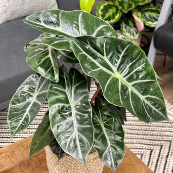 Alocasia baginda - Mythic™ 'Nairobi Night'