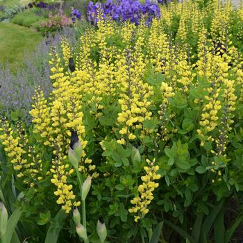 Baptisia PP 24,280 (False Indigo) - Decadence® Lemon Meringue