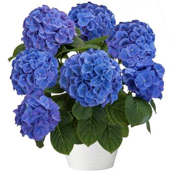 Hydrangea - Hi™ 'Horizon'