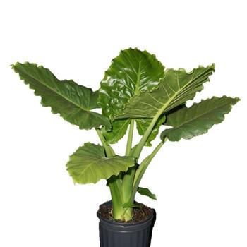 Alocasia hybrid - Emerald Isle™ Elephant Ear