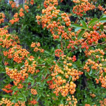 Pyracantha - Firethorn