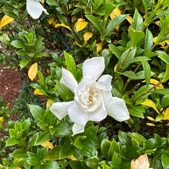 Gardenia jasminoides - 'Frost Proof'