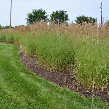 Calamagrostis acutiflora 'Karl Foerster' - Feather Reed Grass