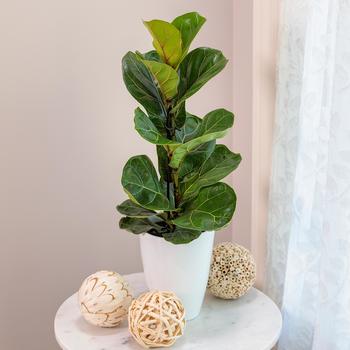 Ficus Lyrata - 'Bambino' Fiddle Leaf Fig