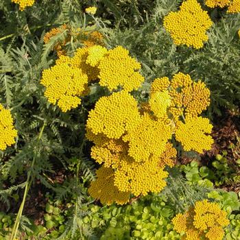 Achillea - 'Coronation Gold' Yarrow