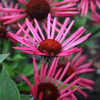 Echinacea - 'Burgundy Fireworks' Coneflower