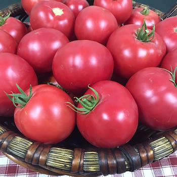 Lycopersicon lycopersicum - 'Mountain Rouge' Tomato