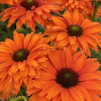 Echinacea (Coneflower) - 'SunSeekers Mineola'
