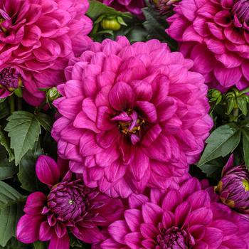 Dahlia variabilis - Virtuoso™ Vibrant Violet™