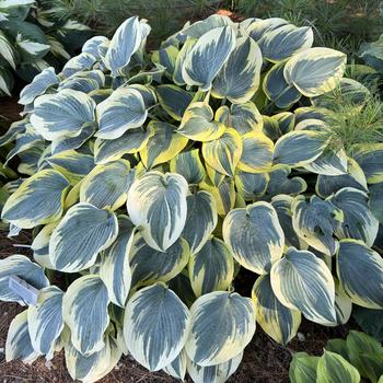 Hosta - 'First Frost' Hosta, Plantain Lily