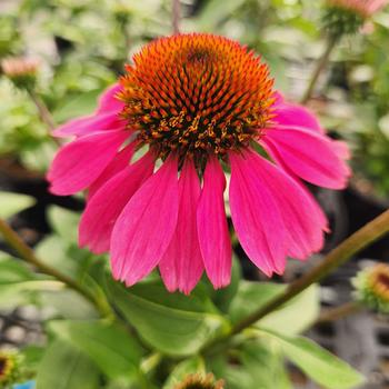 Echinacea - 'Panama Rose' Coneflower