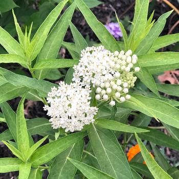 Asclepias incarnata (Milkweed) - 'Ice Ballet'