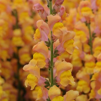 Antirrhinum majus (Snapdragon) - Potomac™ Early Orange