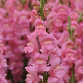 Antirrhinum majus (Snapdragon) - Potomac™ Early Pink