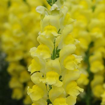 Antirrhinum majus (Snapdragon) - Potomac™ Early Yellow