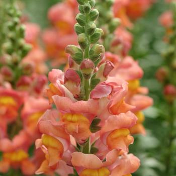 Antirrhinum majus (Snapdragon) - Potomac™ Orange