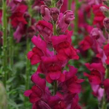 Antirrhinum majus (Snapdragon) - Potomac™ Royal