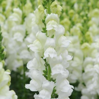 Antirrhinum majus (Snapdragon) - Potomac™ White