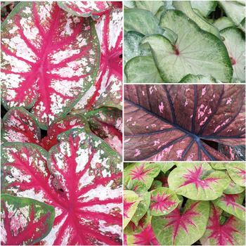 Caladium hortulanum - Heart to Heart®