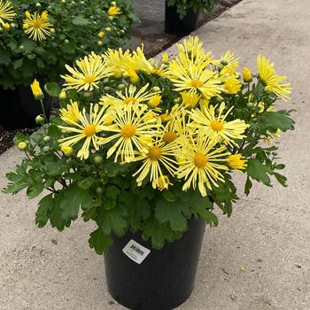 Chrysanthemum x morifolium - Mammoth™ Yellow Quill Hardy Mum