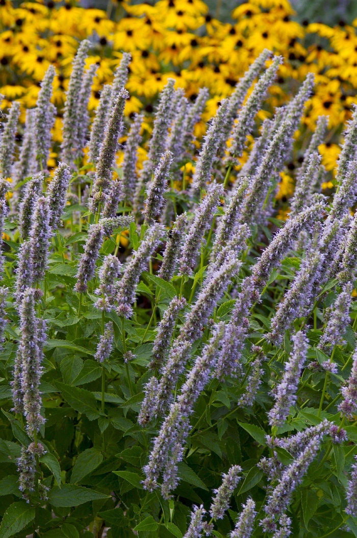 Anise Hyssop - Agastache 'Blue Fortune' from RFGN readingfeedandgardennew Upgrade