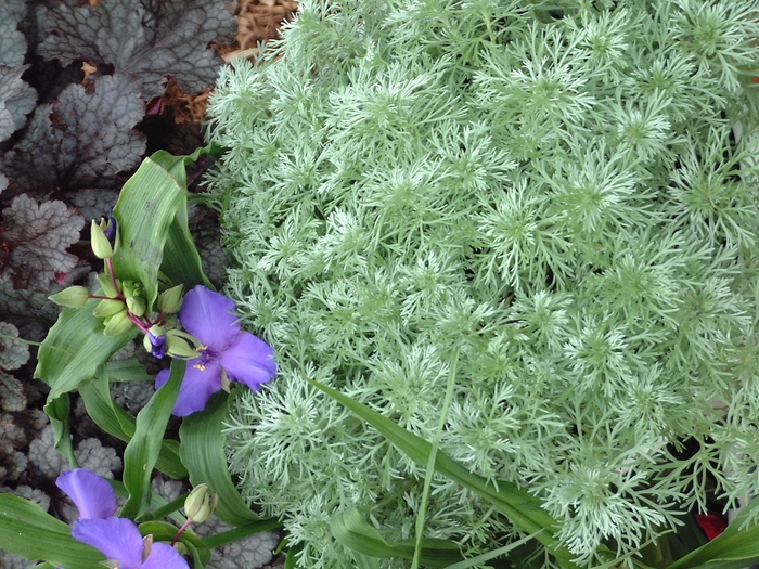 Silver Mound - Artemisia schmidtiana 'Silver Mound' from RFGN readingfeedandgardennew Upgrade