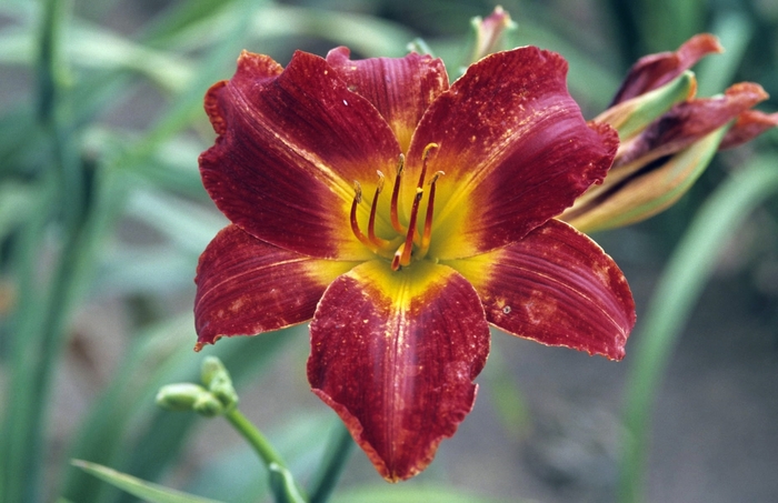 Anzac Daylily - Hemerocallis 'Anzac' from RFGN readingfeedandgardennew Upgrade