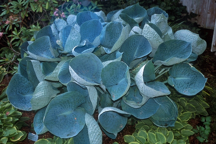 'Abiqua Drinking Gourd' Hosta, Plantain Lily - Hosta from RFGN readingfeedandgardennew Upgrade